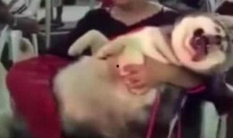 网红爆料小孩视频播放大全,热门小孩视频大盘点